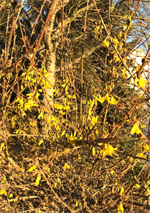 Природа 714.png